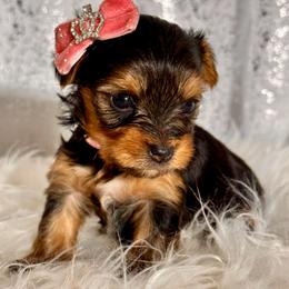 Buttercup - Black and tan female Yorkshire Terrier puppy in Denver, Colorado from Melrey's paws
