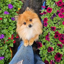 Pomeranian Puppies from ADKPOM Adirondack Pomeranians