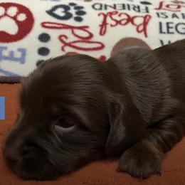 Beagles and Dachshunds from Breezy Hill Kennels