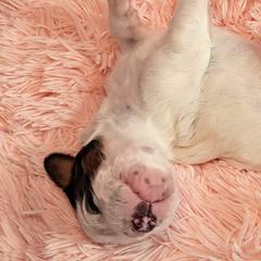 English Setters from Crown Setters