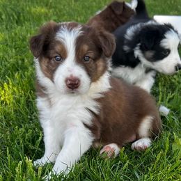 Harry - Tri-color male Border Collie puppy in Dorr, Michigan from Pineview Farm