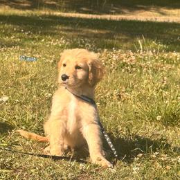 Benny - Apricot male Goldendoodle puppy in Graham, North Carolina from Geise Meadow Doodles