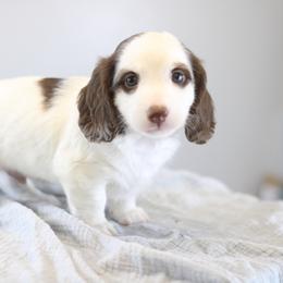 Lewis - Piebald male Dachshund puppy in Alto, Texas from Prima Dachshunds