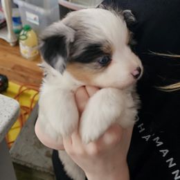 Miniature Australian Shepherd Puppies from Carter's Cuties