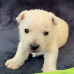 Finley-Yellow - White male West Highland White Terrier puppy in Toronto, Ohio from Shekinah’s Mi-Kis & Cricket Hill’s Westies