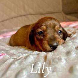Lily - Red female Dachshund puppy in Aiken, South Carolina from State Eight Dachshunds
