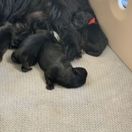 Scottish Terrier Puppies from Gulf Coast Scotties