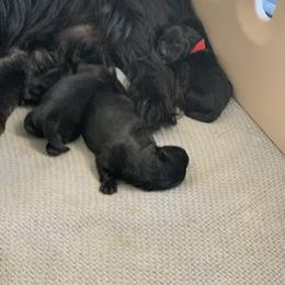 Scottish Terrier Puppies from Gulf Coast Scotties