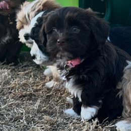 Mia Chocolate White Markings FEMALE - Chocolate female Havanese puppy in Monahans, Texas from Homeward Havanese, LLC