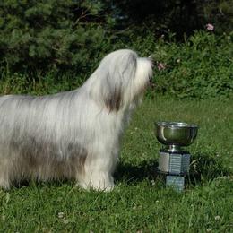 Bearded Collie All Grown Up from Meadows Bearded Collies