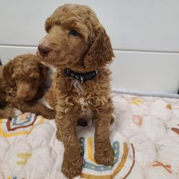 Black collar - Red  male Poodle puppy in Colorado Springs, Colorado from Silly's Standard Poodles