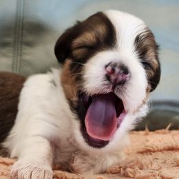 Boy 3 - White male Havanese puppy in Springville, California from Juniper Grove Havanese