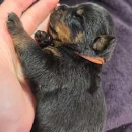 Orange boy - Black and mahogany male Rottweiler puppy in Salem, Oregon from C&C Royal Rottweilers
