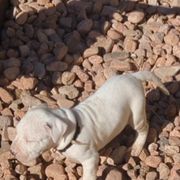 Boy 3 - Dogo Argentino puppy in Pueblo, Colorado from Palace Guard Dogos