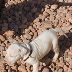 Boy 3 - Dogo Argentino puppy in Pueblo, Colorado from Palace Guard Dogos
