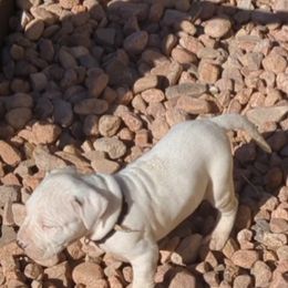 Boy 3 - Dogo Argentino puppy in Pueblo, Colorado from Palace Guard Dogos