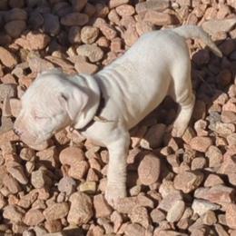 Boy 3 - Dogo Argentino puppy in Pueblo, Colorado from Palace Guard Dogos