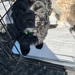 MP#1 green collar - Black Assorted Doodle Crosses puppy in Benson, North Carolina from A Bundle of Love