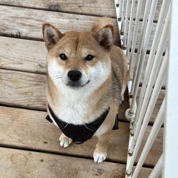 Shiba Inu from West Coast Shibas