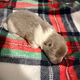 Wintergreen - Lavender male Pomeranian puppy in Clarksville, Tennessee from Bee Mine Maltipoos and Pomeranians