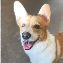 Baxley - Pembroke Welsh Corgi