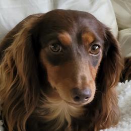 Koda - Dachshund