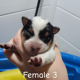 Nyx - Blue female Australian Cattle Dog puppy in Colbert, Oklahoma from LoveAHeeler