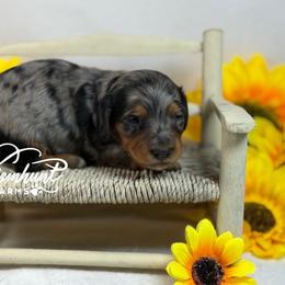 Louie - Dapple male Dachshund puppy in Nashville, Arkansas from Whisenhunt Farms