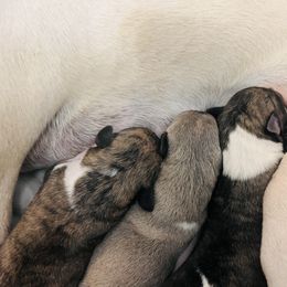 Oscar - White and blue fawn male Whippet puppy in London, Kentucky from Tigger’s Whippets