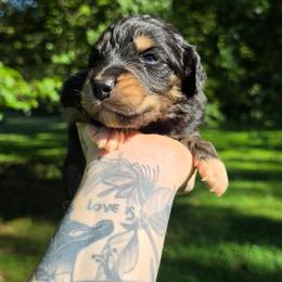 Sparrow - Black tri-color male Australian Shepherd puppy in London, Kentucky from Kenmont Kennels