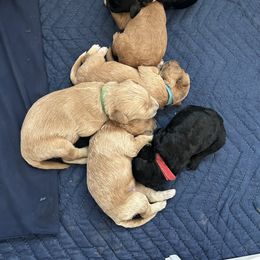 Goldendoodle and Poodle Puppies from Jaeckels Doodles