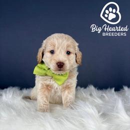 Hulk - Cream male Companion Cross puppy in Utah County, Utah from Big Hearted Breeders