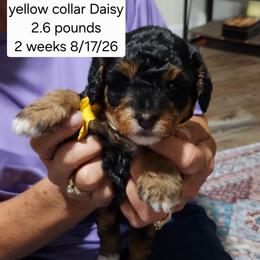 Yellow collar daisy - Tri-color female Bernedoodle puppy in Fairmount, Indiana from Capens' Doodles,Poodles and Poo's