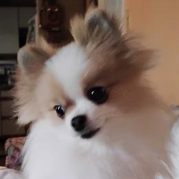 Esme - Pomeranian