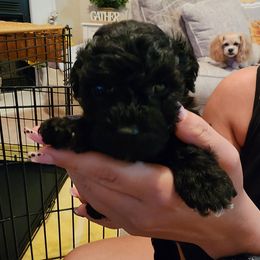 Max - Black and white male Shihpoo puppy in Hertford, North Carolina from Heaven Sent Shihpoo's