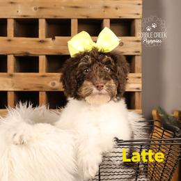 Latte - Brown and white female Bernedoodle puppy in Heyworth, Illinois from Cobble Creek Puppies