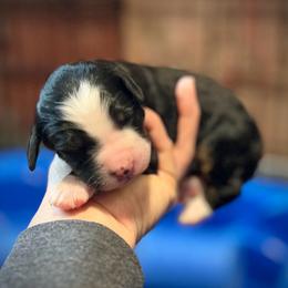 Girl 3 - Tri-color female Bernedoodle puppy in Kansas City, Missouri from Beary GoldenDoodles