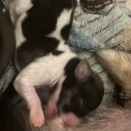 Sandi - Piebald female Dachshund puppy in Sharon Springs, New York from Show Us The Way Homestead
