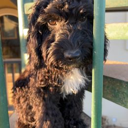 Australian Labradoodle puppies from Sandcastle Labradoodles