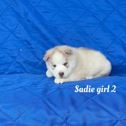 Sadie girl 2 - Sable and white female Siberian Husky puppy in Ocala, Florida from Florida Husky Puppies