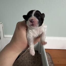 Boy 4 - Black and white male Coton de Tulear puppy in Vancouver, Washington from Uptown Cotons