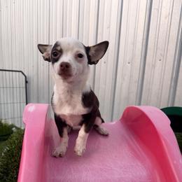 Nacho - Chocolate and white male Chihuahua puppy in Hasting, Florida from Fiesta Pups