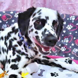 Queen - Dalmatian