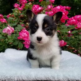 American Corgi and Pembroke Welsh Corgi Puppies from Whimsical Treasure Corgis