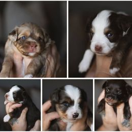 Toy Australian Shepherd puppies from Duarte's Paw Blessings