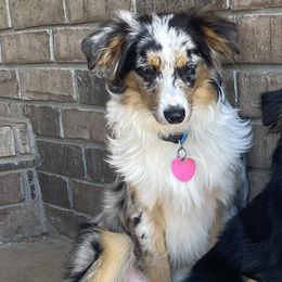 Whiskey - Miniature American Shepherd