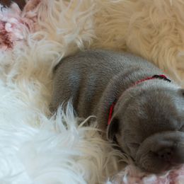 French Bulldog Puppies from NC French Kiss-A-Bulls