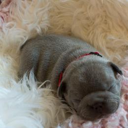 French Bulldog Puppies from NC French Kiss-A-Bulls