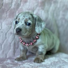 Indi - Dapple female Dachshund puppy in Lincoln, Arkansas from Red Dirt Dachshunds
