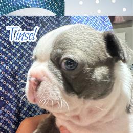 Tinsel - Blue male Boston Terrier puppy in Brazos Point, Texas from TX Southern Belle Bostons